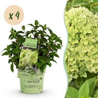 4 Stuks Pluimhortensia Creme tot Groen