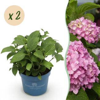 2 Stuks Hortensia Roze