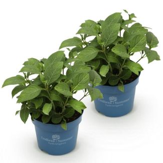 2 Stuks Hortensia Paars