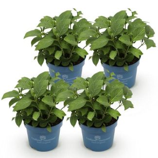 4 Stuks Hortensia Paars