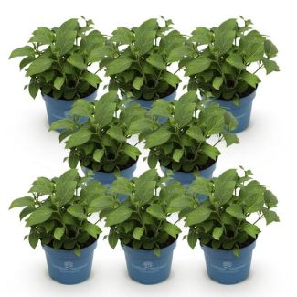 8 Stuks Hortensia Wit