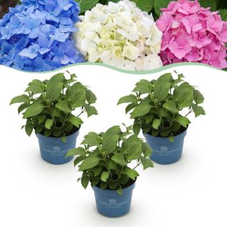 Zomermix van 3 Soorten Hortensia Blauw - Roze - Wit