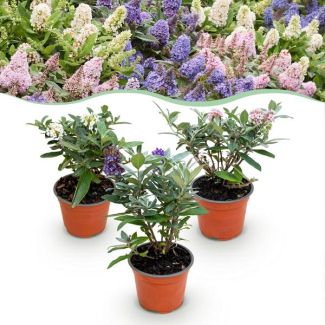 3 Stuks Vlinderstruik multicolour Roze - Wit - Lila