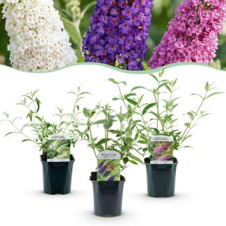 3 Stuks Vlinderstruik Meerkleurig Blauw - Roze - Wit
