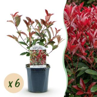 Haagplant Glansmispel