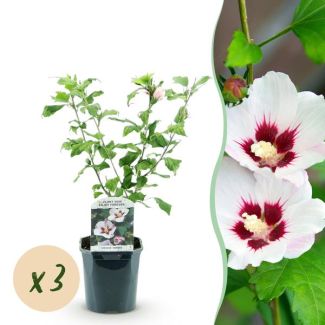 3 Stuks Altheastruik Wit met Roze hart