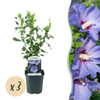 3 Stuks Altheastruiken Blauw met donker hart