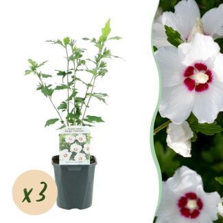 3 Stuks Altheastruik Wit met rood hart