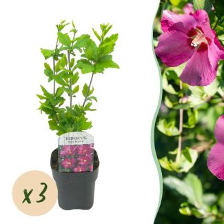 3 Stuks Altheastruik Roze met donker hart