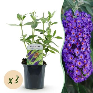 3 Stuks Vlinderstruik Diepblauw
