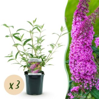 3 Stuks Vlinderstruik roze