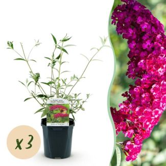 3 Stuks Vlinderstruik Roze/Rood