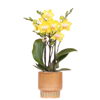 Vlinderorchidee Albenga in Bold Cognac Sierpot