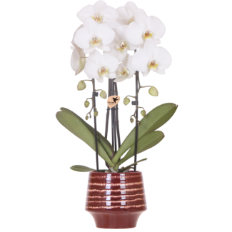 Vlinderorchidee Niagara Falls in Moonstone Burgundy Sierpot