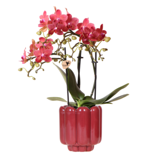 Vlinderorchidee Congo in Retro Rood Sierpot