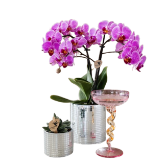 Vlinderorchidee Vienna  in Disco sierpot