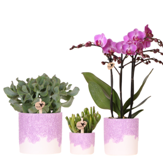 Set Bloom Purple; Vlinderorchidee Vienna + Groene plant in Bloom Purple sierpot