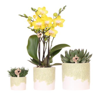 Set Bloom Green; Vlinderorchidee Albenga + Groene plant in Bloom Green sierpot.