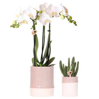 Set Bamboo; Vlinderorchidee Amabilis + Groene plant in Bamboo sand sierpot.