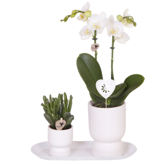 Set Diabolo wit; Vlinderorchidee Amabilis + Groene plant in Diabolo wit sierpot op dienblad