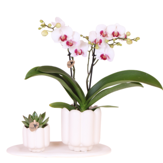Set Retro White; Vlinderorchidee Gibraltar + Groene plant in Retro White sierpot op dienblad