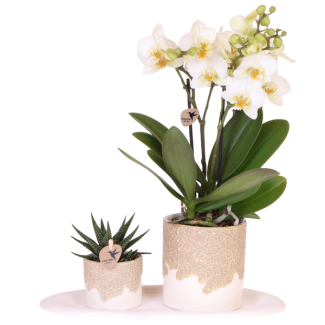 Set Bloom Sand; Vlinderorchidee Lausanne + Groene plant in Bloom Sand sierpot op dienblad