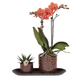 Set Leopard; Vlinderorchidee Bolzano + Groene plant in Leopard sierpot op dienblad