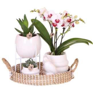 Set Large White; Vlinderorchidee Gibraltar  + Groene Planten in Sierpot op dienblad