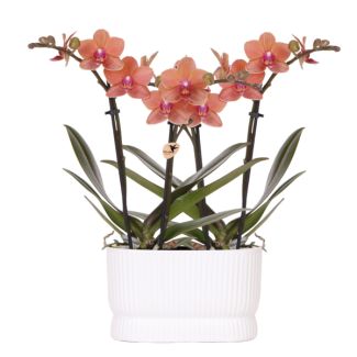 2 Vlinder Orchidee Bolzano in Diabolo Twin White Sierpot