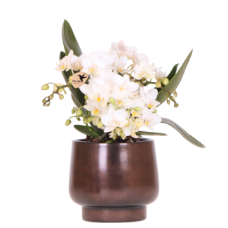 Vlinderorchidee Nazaré in Scandic Copper pot