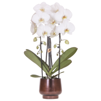 Vlinderorchidee Niagara Falls in  Scandic Copper pot