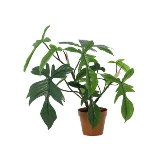 Kunst Philodendron Florida