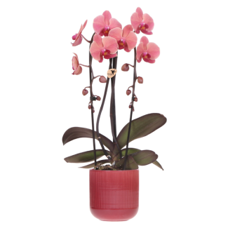 Vlinderorchidee Narbonne Niagara Falls in Flare Pot Rood