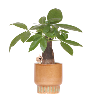 Geldboom in Bold Pot