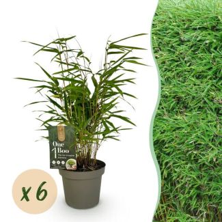 6 Stuks Bamboe ‘Rufa’      (niet Woekerend)
