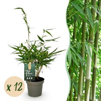 Bamboe robusta ‘Pingwu’      (niet woekerend)