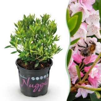 Dwerg Rhododendron licht Roze