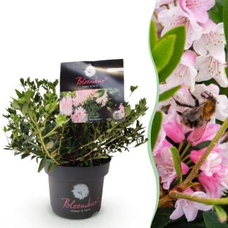 Dwerg Rhododendron licht Roze
