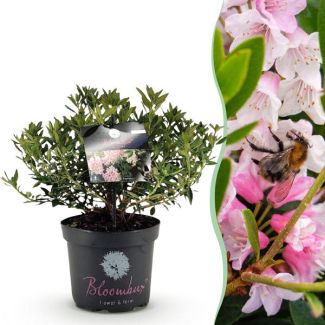 Dwerg Rhododendron licht roze