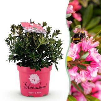 Dwerg Rhododendron Kleur Magenta