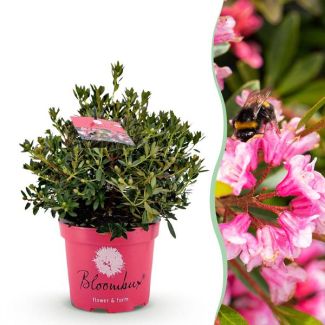 Dwerg Rhododendron Kleur Magenta