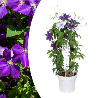 Clematismix Blauwviolette / Paarsblauw 