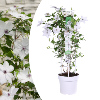 Clematis Wit