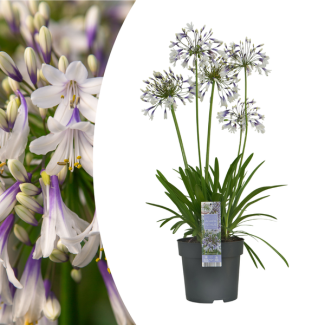 Afrikaanse lelie  kleur Wit met Violetblauw