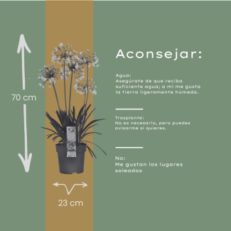 Afrikaanse lelie  kleur Wit met Violetblauw