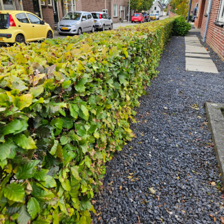 50 Stuks Haagbeuk / Groene beuk 