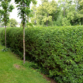50 Stuks Liguster / Haagliguster