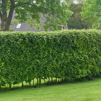50 Stuks Haagbeuk / Groene beuk 