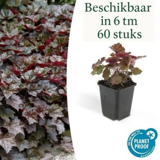 6 tot 60 Stuks Sierlijk PaasKlokje, Diep Paars/Brons Blad, Bodembedekker, Heuchera mic.  Palace Purple  - ↕10-25cm - Ø9cm