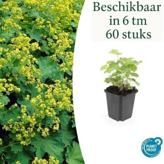 6 - 60 st Vrouwenmantel, Geelgroene Bloemen, Bodembedekker, Alchemilla mollis - ↕10-25cm - Ø9cm
